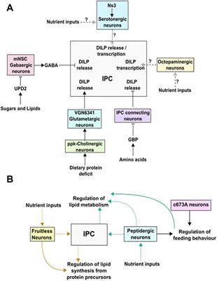 Neural pathways in nutrient sensing and insulin signaling